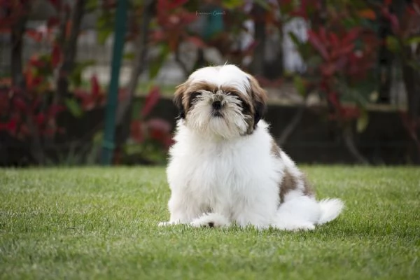 SHIH TZU cuccioli con pedigree ENCI