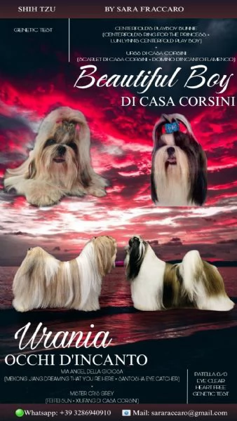 SHIH TZU cuccioli con pedigree ENCI | Foto 3