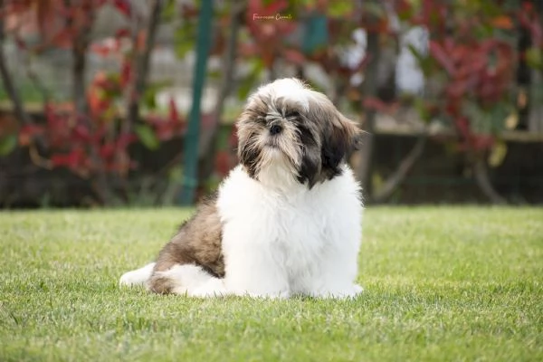 SHIH TZU cuccioli con pedigree ENCI | Foto 2