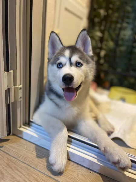 Husky | Foto 0