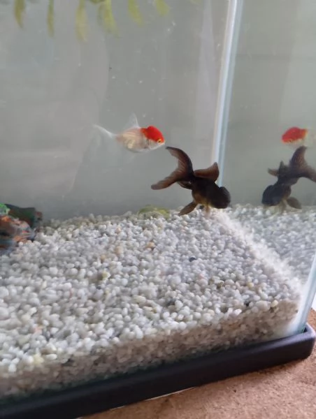 Pesci Oranda testa di Leone black and White White orange