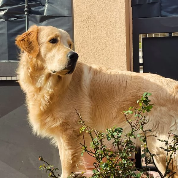 Cercasi femmina golden retriver per cucciolata