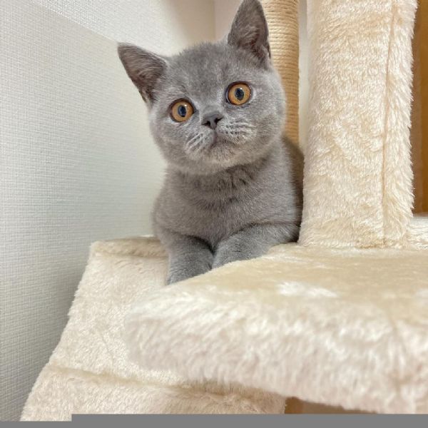 Gatti British shorthair | Foto 0