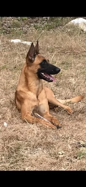 Cuccioli di pastore belga Malinois  | Foto 6