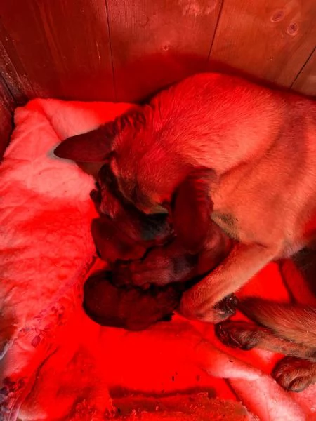 Cuccioli di pastore belga Malinois  | Foto 5