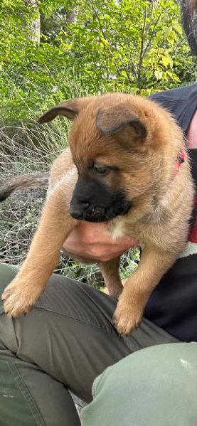 Cuccioli di pastore belga Malinois 