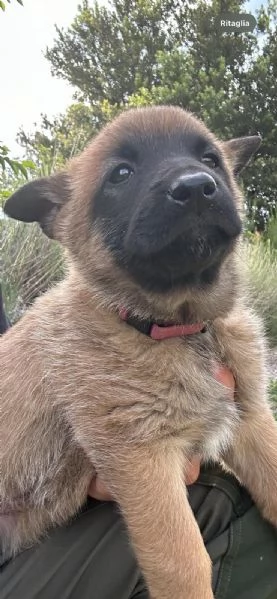 Cuccioli di pastore belga Malinois  | Foto 3