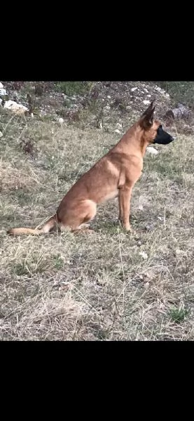 Cuccioli di pastore belga Malinois  | Foto 0