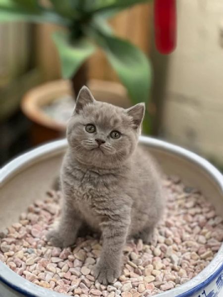 Due British shorthair