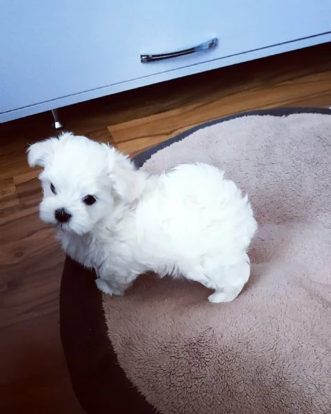 Maltese toy cuccioli