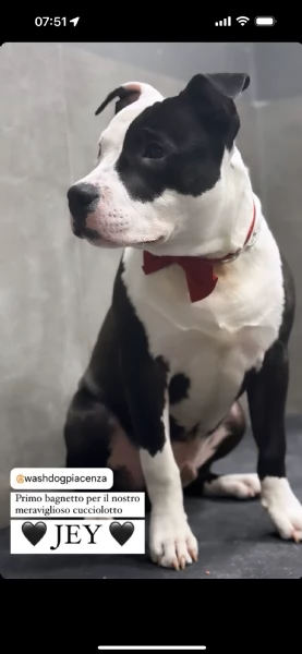 Jeicy amstaff 8 mesi