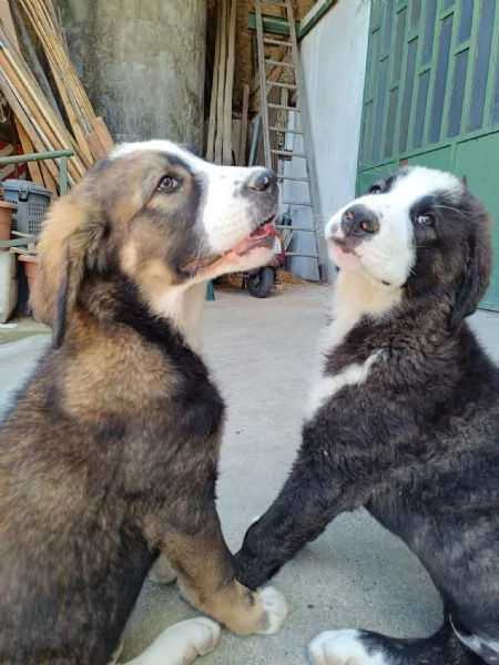 Regalo cuccioli pastore dellAsia centrale | Foto 2