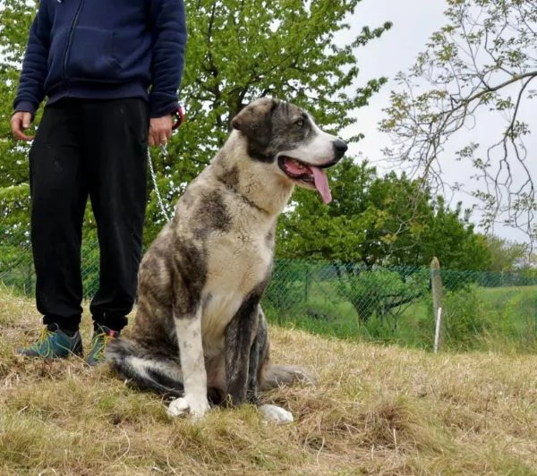 Regalo cuccioli pastore dellAsia centrale | Foto 0