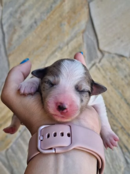 BORDER COLLIE CON PEDIGREE VARI COLORI | Foto 4