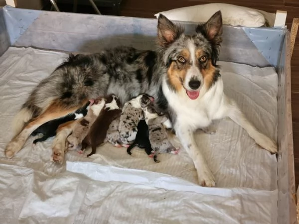 BORDER COLLIE CON PEDIGREE VARI COLORI