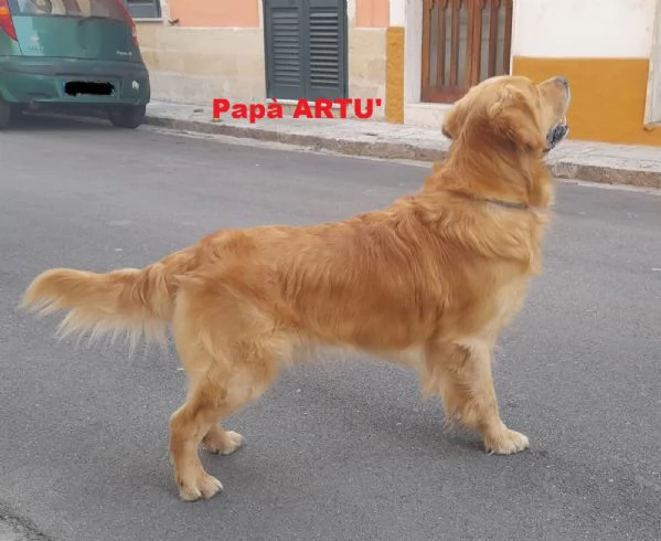 Cuccioli di Golden Retriever Cercano Casa | Foto 2