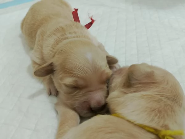 Cuccioli di Golden Retriever Cercano Casa