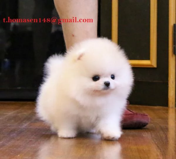 Pomeranian toys cuccioli nocciola