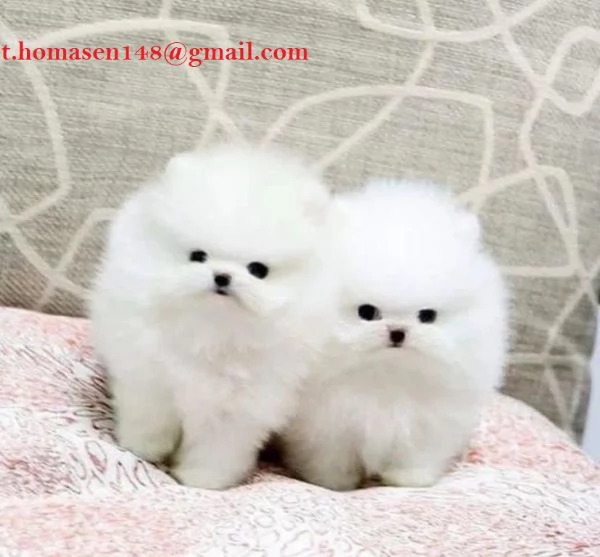 Spitz pomeranian