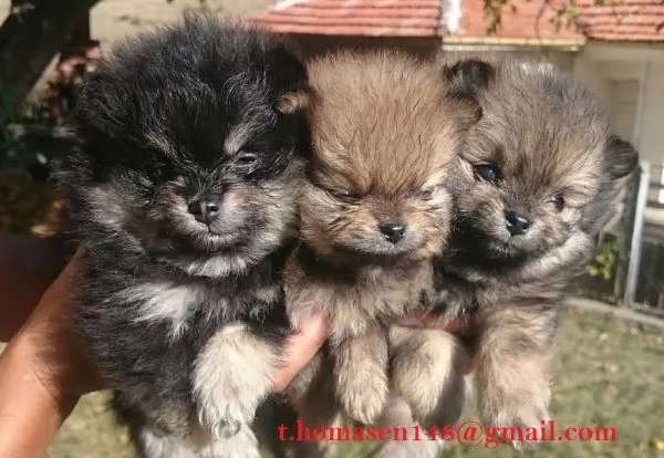  Disponibilit cuccioli di Pomeranian