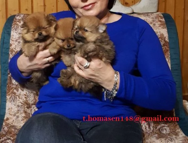 Volpini Spitz di Pomerania Cuccioli Bicolore da 60 euro al Mese