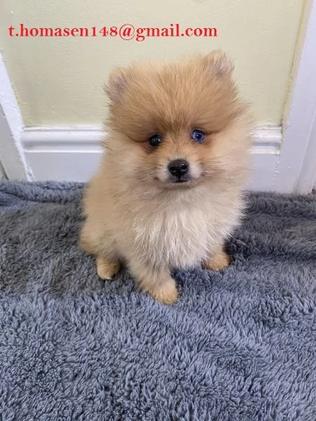 MINI Spitz Pomerania italiano nana piccola