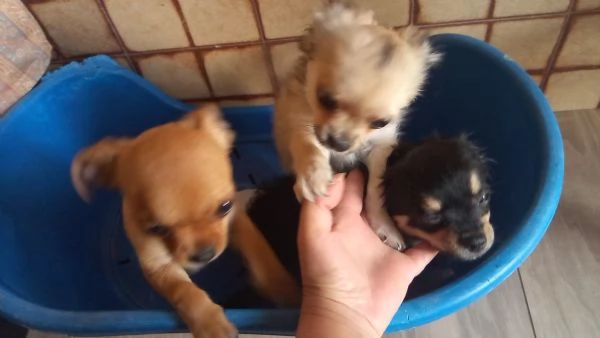 Chihuahua con pedigree ENCI  | Foto 3