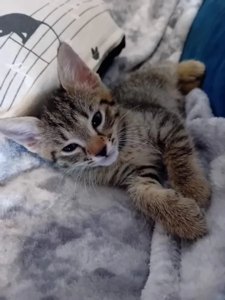 Regalo cuccioli di gatto nati a maggio 2024