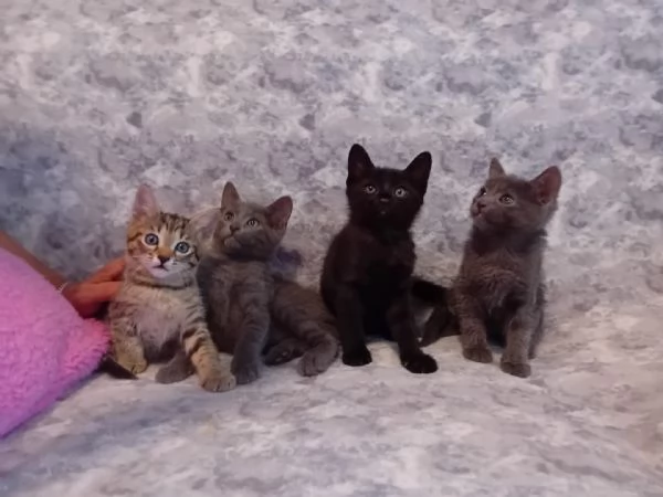 Regalo cuccioli di gatto nati a maggio 2024 | Foto 5