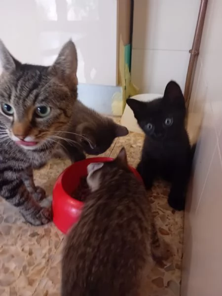 Regalo cuccioli di gatto nati a maggio 2024 | Foto 1