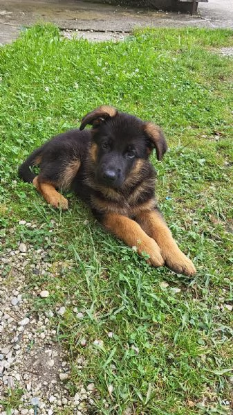 Cucciolo di 2 mesi di Pastore Tedesco