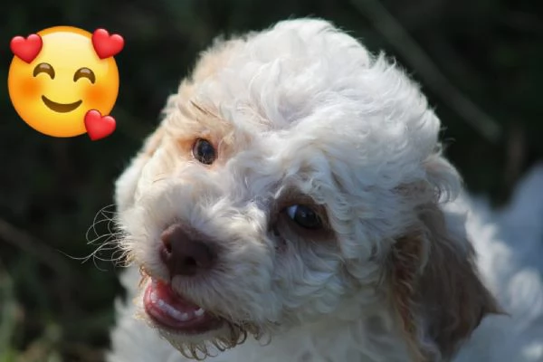 Cuccioli di lagotto con pedigree trasporto in Italia 