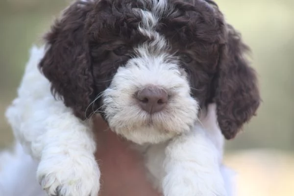 Cuccioli di lagotto con pedigree trasporto in Italia  | Foto 2