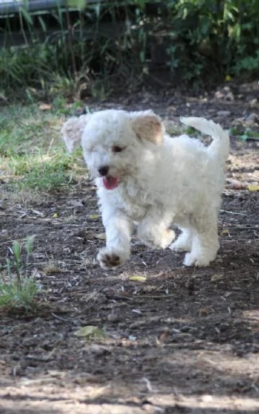 Cuccioli di lagotto con pedigree trasporto in Italia  | Foto 1