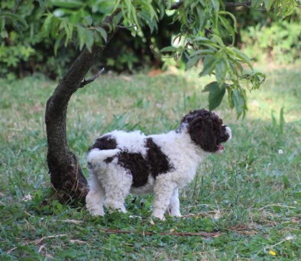 Cuccioli di lagotto con pedigree trasporto in Italia  | Foto 0