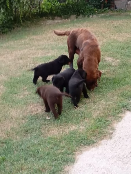 Siamo quattro meravigliosi cuccioli di Labrador 