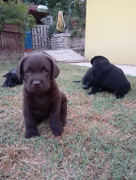 Siamo quattro meravigliosi cuccioli di Labrador  | Foto 1