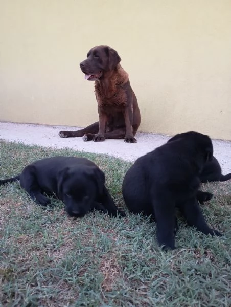 Siamo quattro meravigliosi cuccioli di Labrador  | Foto 0