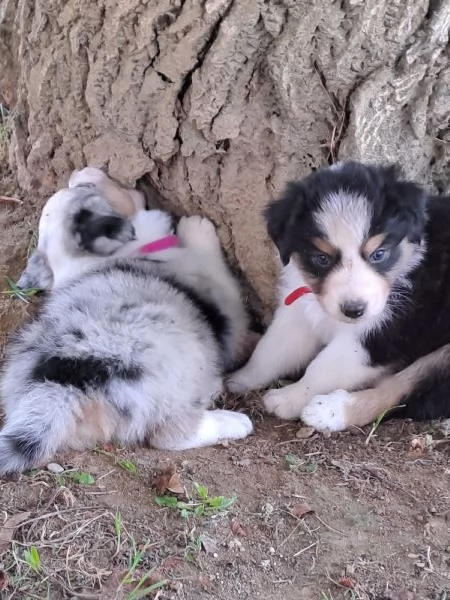 Cuccioli di pastore australiano  | Foto 0