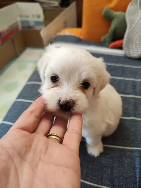 Bellissime cucciole di maltese | Foto 4