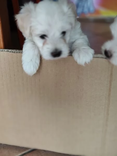 Bellissime cucciole di maltese | Foto 3