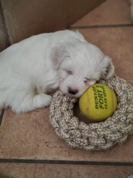 Bellissime cucciole di maltese | Foto 2