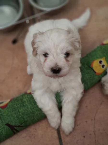 Bellissime cucciole di maltese | Foto 1