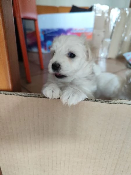 Bellissime cucciole di maltese | Foto 0