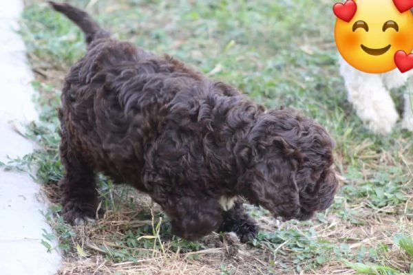 Lagotto con pedigree 