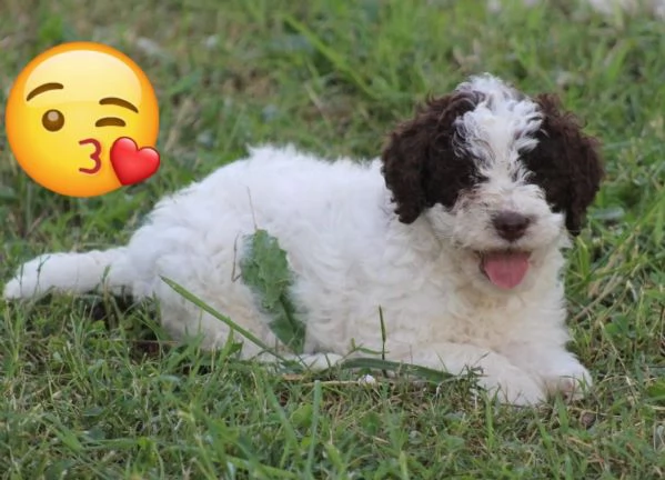 Lagotto con pedigree  | Foto 4