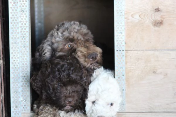 Lagotto con pedigree  | Foto 0