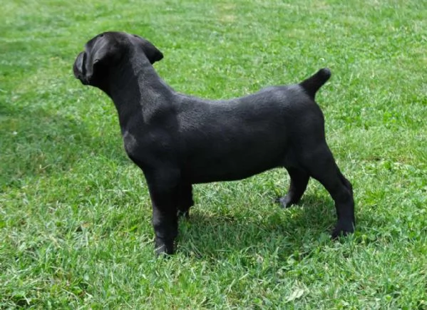 Boerboel Mastino sudafricano cuccioli | Foto 5