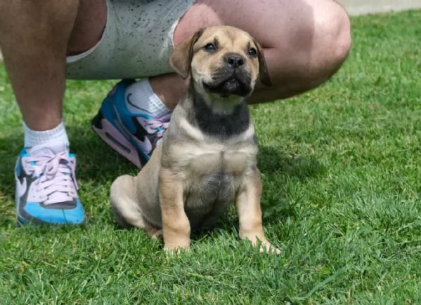 Boerboel Mastino sudafricano cuccioli | Foto 3