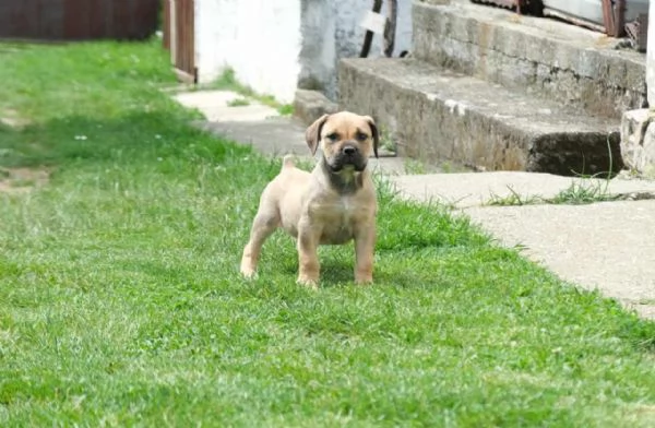 Boerboel Mastino sudafricano cuccioli | Foto 2